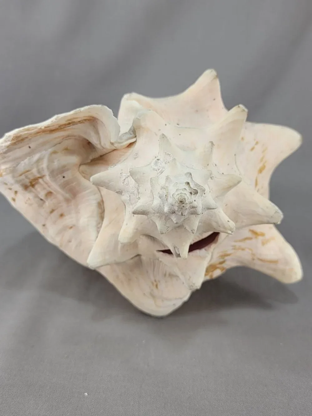 Vtg Natural Conch Seashell Shell Beach Nautical Home Decor Weathered Etched